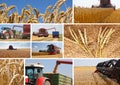 Wheat harvest - collage Royalty Free Stock Photo