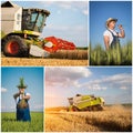 Wheat harvest - collage Royalty Free Stock Photo