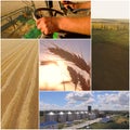 Wheat harvest collage. Royalty Free Stock Photo