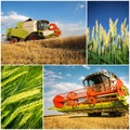 Wheat harvest - collage Royalty Free Stock Photo