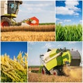 Wheat harvest - collage Royalty Free Stock Photo