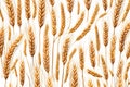 Wheat harvest field plant background on white surface