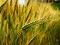 Wheat harvest on the field