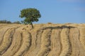 Wheat harvest, fields and landscapes