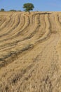 Wheat harvest, fields and landscapes