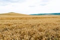 Wheat harvest. Fields of ripe wheat. Agrarian industry