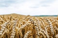 Wheat harvest. Fields of ripe wheat. Agrarian industry Royalty Free Stock Photo