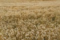 Wheat harvest. Fields of ripe wheat. Agrarian industry