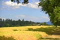 Wheat harvest with panoramic view