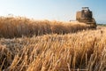 Wheat harvest time Royalty Free Stock Photo