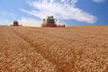 Wheat harvester in action