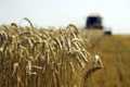 Wheat harvesting Royalty Free Stock Photo