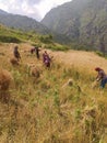 Wheat Harvesting