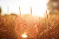 Wheat, harvesting