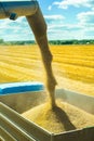 Wheat harvesting Royalty Free Stock Photo