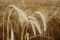 Wheat heads Royalty Free Stock Photo