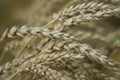 Wheat Heads Royalty Free Stock Photo