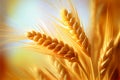 Wheat heads close-up sunny summer bright backdrop