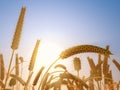 Wheat heads in fall bright sunset light