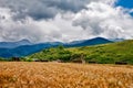 Wheat heads on a field with mountains on a background Royalty Free Stock Photo