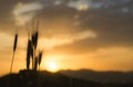 Wheat heads and sunrise on farm Royalty Free Stock Photo