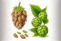Wheat and hops cones that are still fresh, isolated on a white backdrop Royalty Free Stock Photo