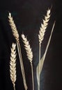 Wheat Husks