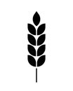 Wheat icon. Black silhouette wheats isolated on white background. Malt beer. Wheat ear. Barley or corn for flour print design