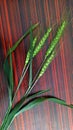 Wheat green plants buds Royalty Free Stock Photo