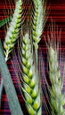 Beautiful background with wheat buds Royalty Free Stock Photo