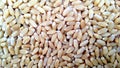 Wheats background Royalty Free Stock Photo