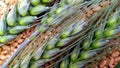 Wheat background buds close up Royalty Free Stock Photo
