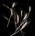 Wheat isolated on black