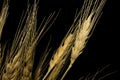 Wheat isolated on black background. Golden branch.