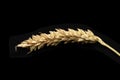 Wheat isolated on black background Royalty Free Stock Photo