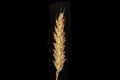 Wheat isolated on black background Royalty Free Stock Photo