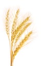 Wheat isolated on white