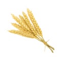 Wheat isolated on white. without shadow Royalty Free Stock Photo