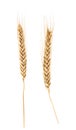 Wheat isolated on white. without shadow Royalty Free Stock Photo