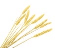 Wheat isolated on white. without shadow Royalty Free Stock Photo