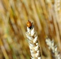 Wheat with ladybug Royalty Free Stock Photo