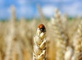 Wheat and ladybug Royalty Free Stock Photo