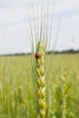 Wheat and ladybug Royalty Free Stock Photo