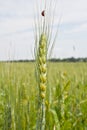 Wheat and ladybug Royalty Free Stock Photo