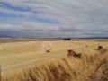 Wheat lands:The Ruens, Caledon South Africa Royalty Free Stock Photo