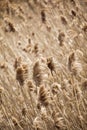 Wheat Landscape Field Windy day Royalty Free Stock Photo