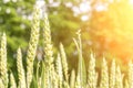 Wheat landscape. Rye plant green grain field in agriculture farm harvest. Golden crop cereal bread background. Royalty Free Stock Photo