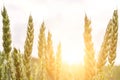 Wheat landscape. Rye plant green grain field in agriculture farm harvest. Golden crop cereal bread background Royalty Free Stock Photo