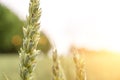 Wheat landscape. Rye plant green grain field in agriculture farm harvest. Golden crop cereal bread background Royalty Free Stock Photo