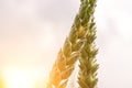 Wheat landscape. Rye plant green grain field in agriculture farm harvest. Golden crop cereal bread background Royalty Free Stock Photo
